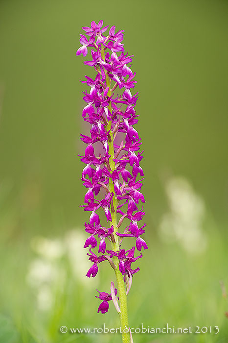 Anacamptis laxiflora?